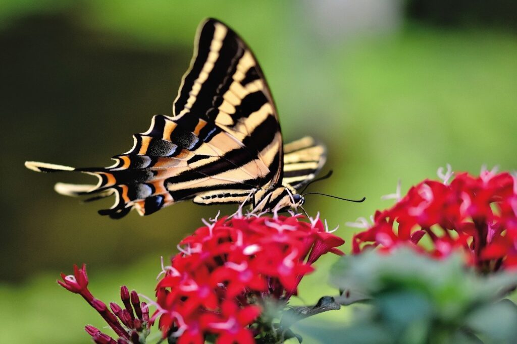 swallowtail, butterfly, flower