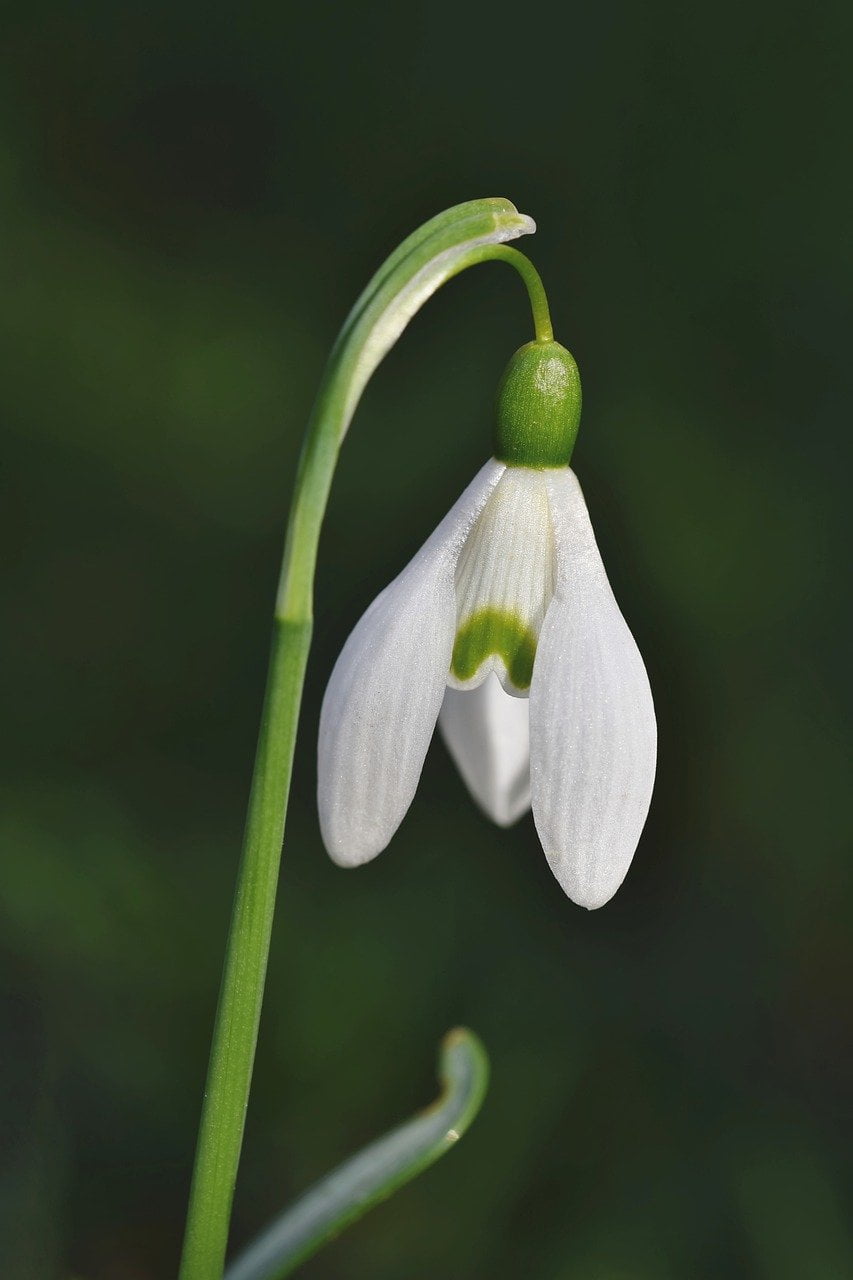 flower, snowdrop, snow bell