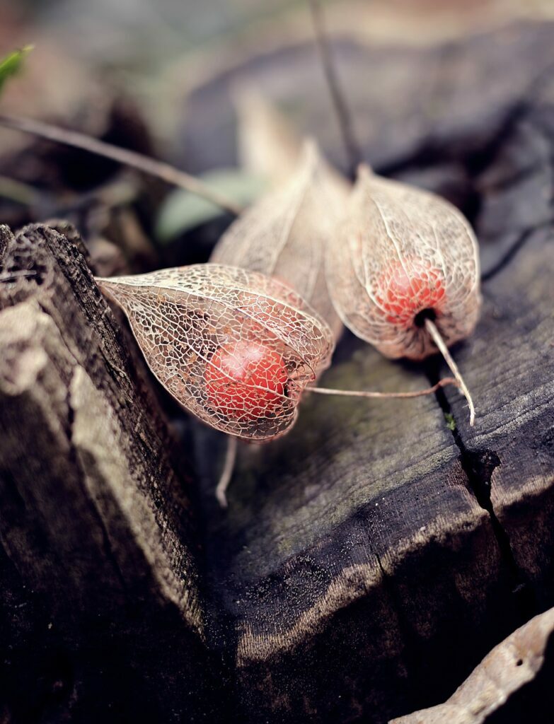 physalis, cape gooseberry, winter